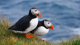 Island Holiday Round trip: Two parrot divers sitting on the Latrabjarg cliffs